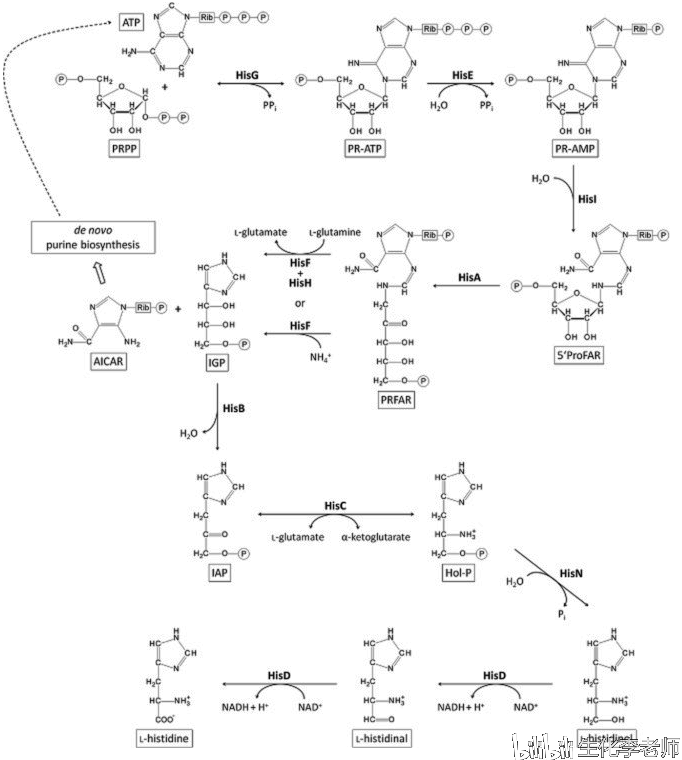 谷氨酸杆菌中的组氨酸合成途径.引自microb biotechnol.