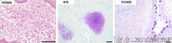 Ips Cell 诱导性多能干细胞 哔哩哔哩