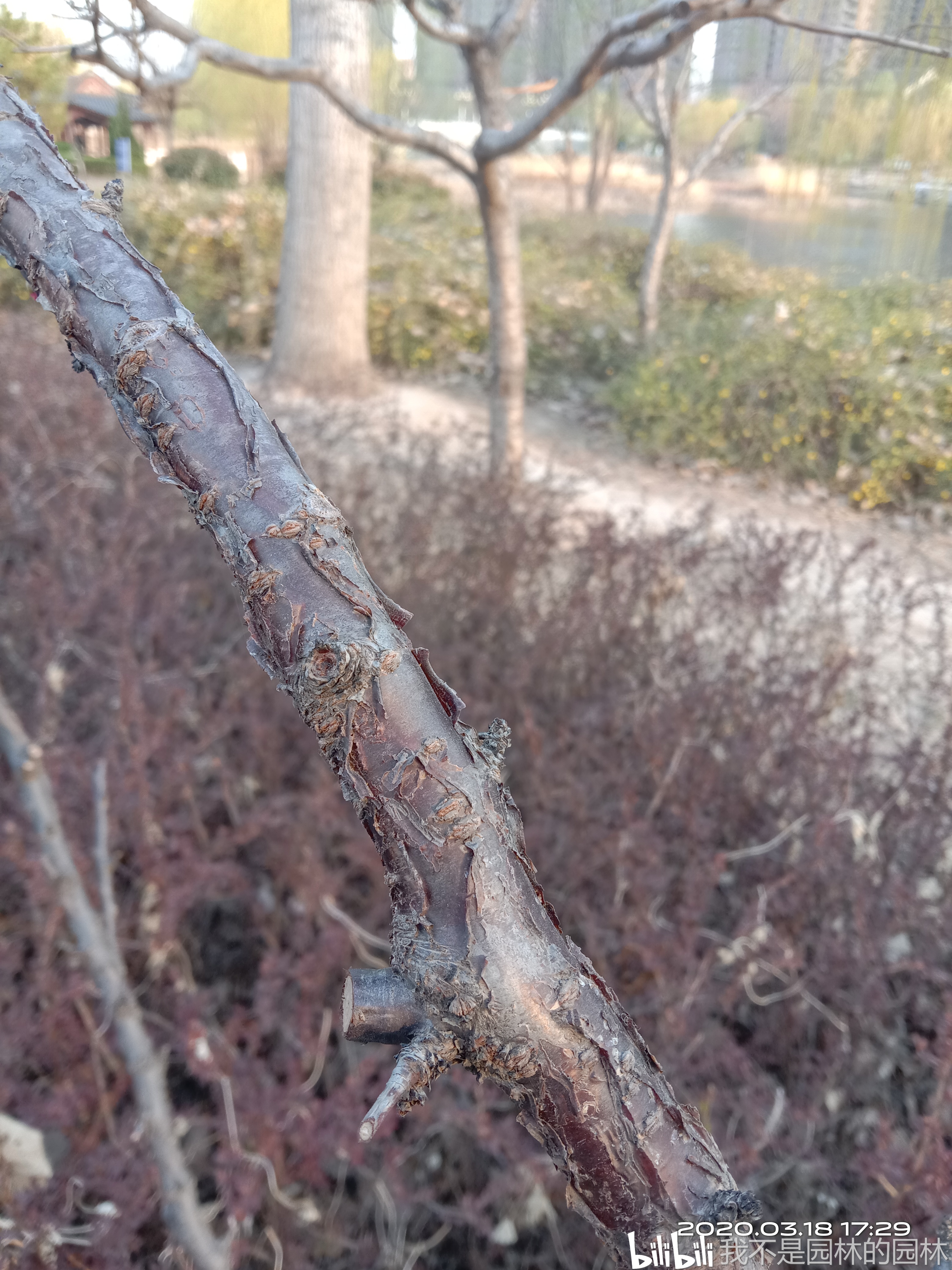 树皮翘裂是识别榆叶梅的重要特征