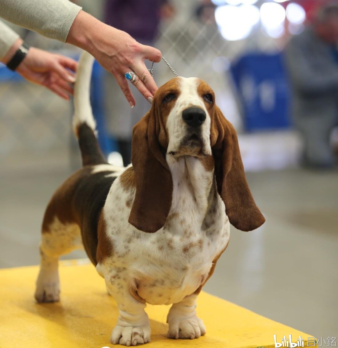 巴賽特巴吉度獵犬審查優先級