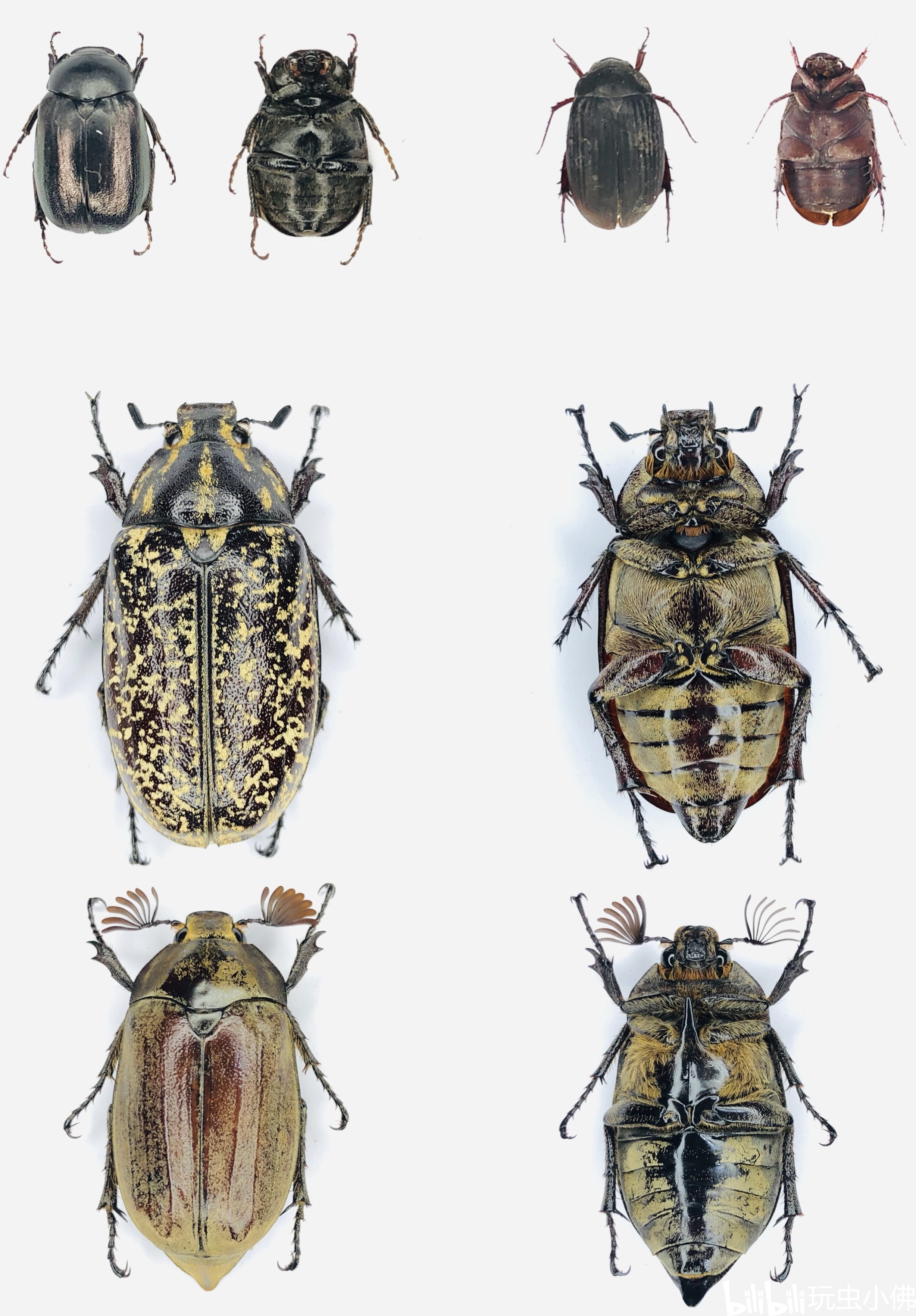 blanda)中午在公路边扫花 又发现了一只弧丽金龟看起来蛮普通的 曾经