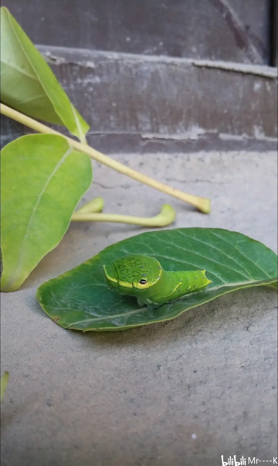 如何饲养蝴蝶幼虫与成虫 哔哩哔哩