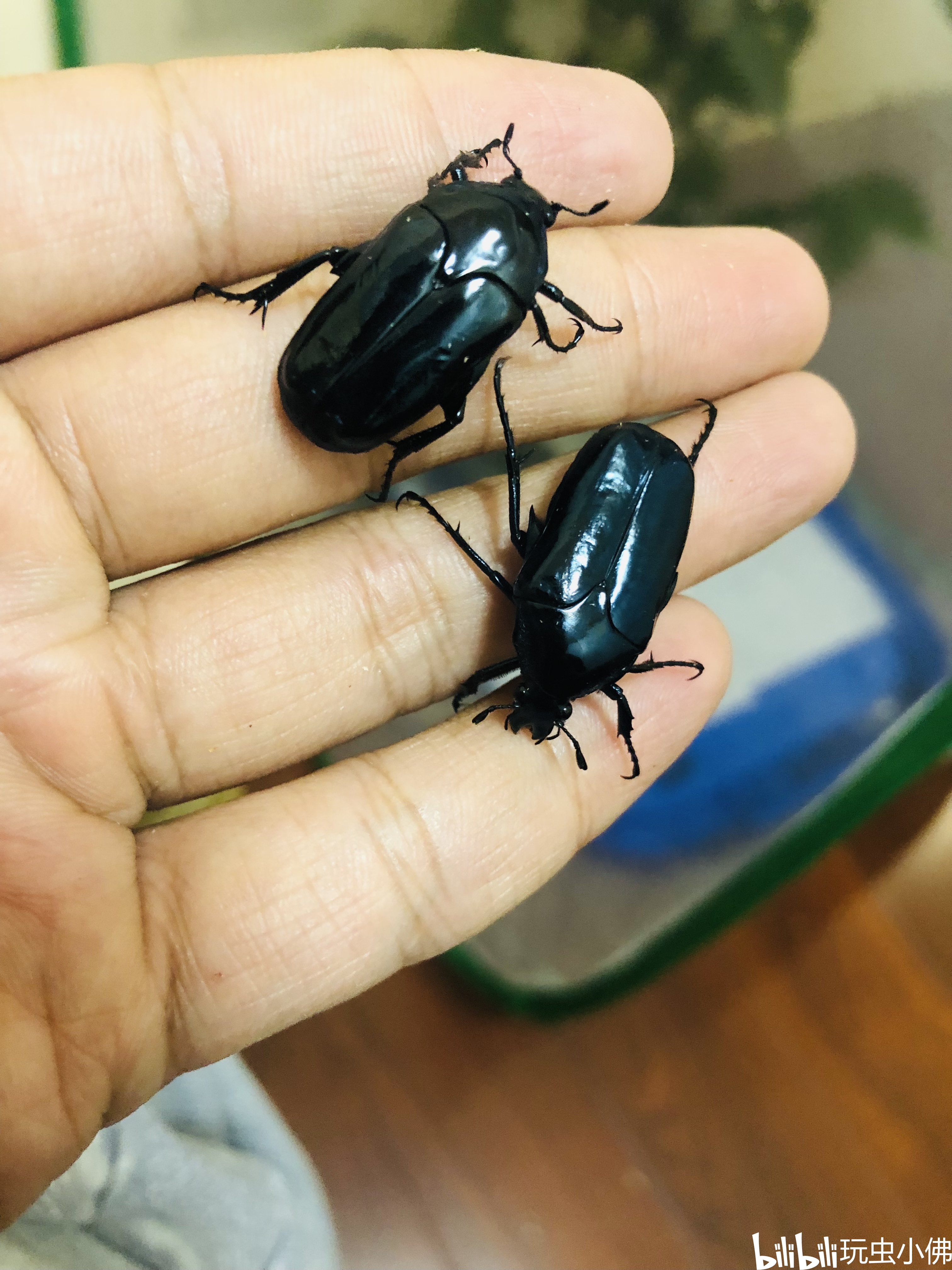 2019一2022广州市采集记录(金龟篇) - 哔哩哔哩