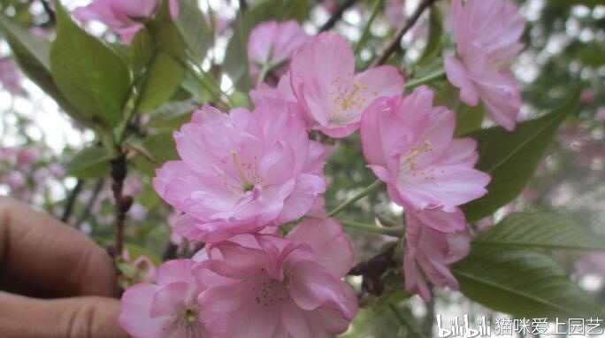 日本樱花品种-旭山樱