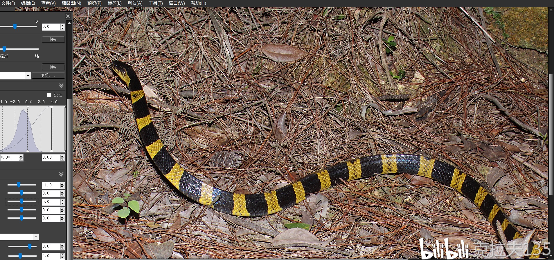 【金环蛇】偶遇黄金甲,意外惊喜!