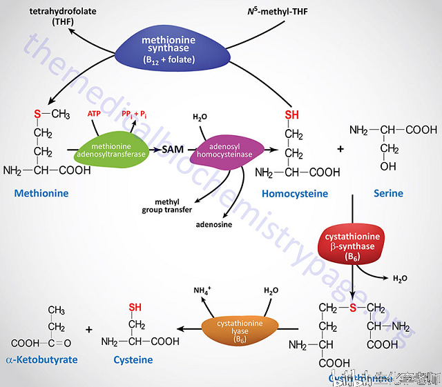 氨基酸的碳架氧化(一)