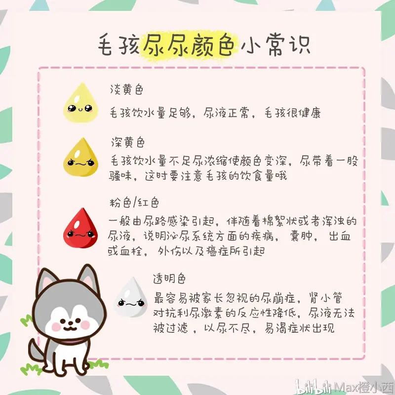 毛孩的嘘嘘小常识- 哔哩哔哩