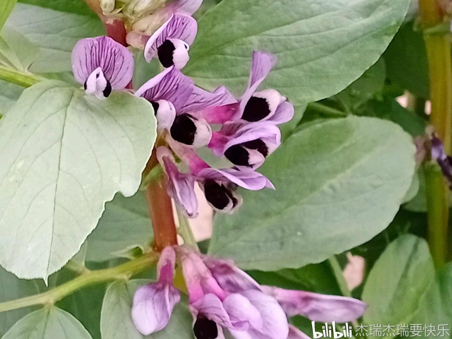 胡豆花