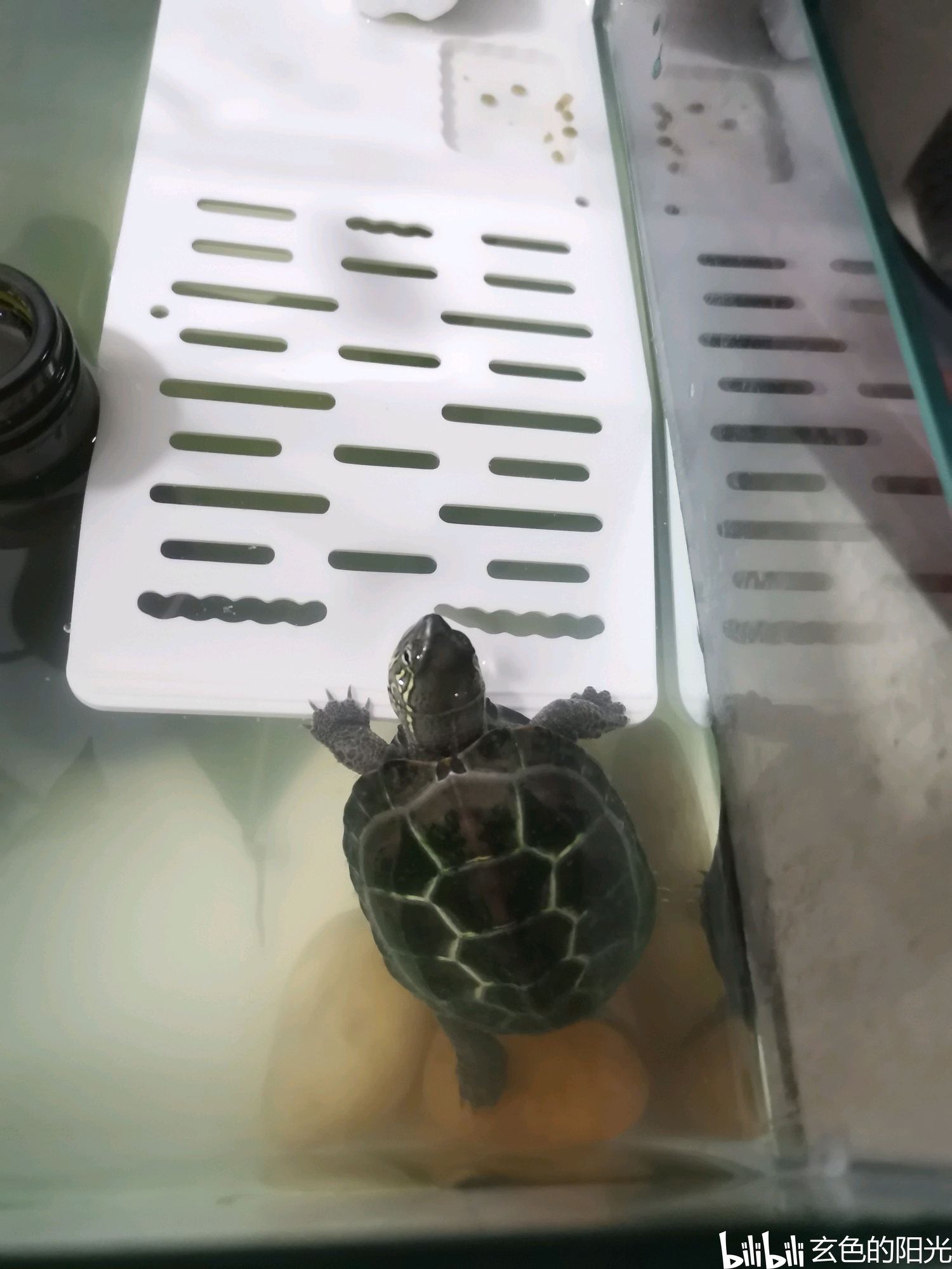 记录一只乌龟出壳到周岁的变化_哔哩哔哩_bilibili