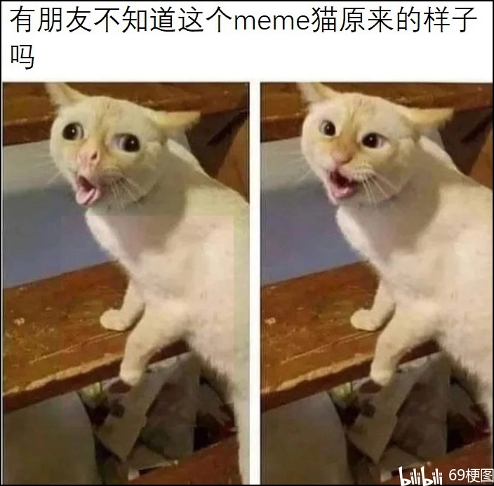 梗图合集：有朋友不知道这个meme猫原来的样子吗 - 哔哩哔哩