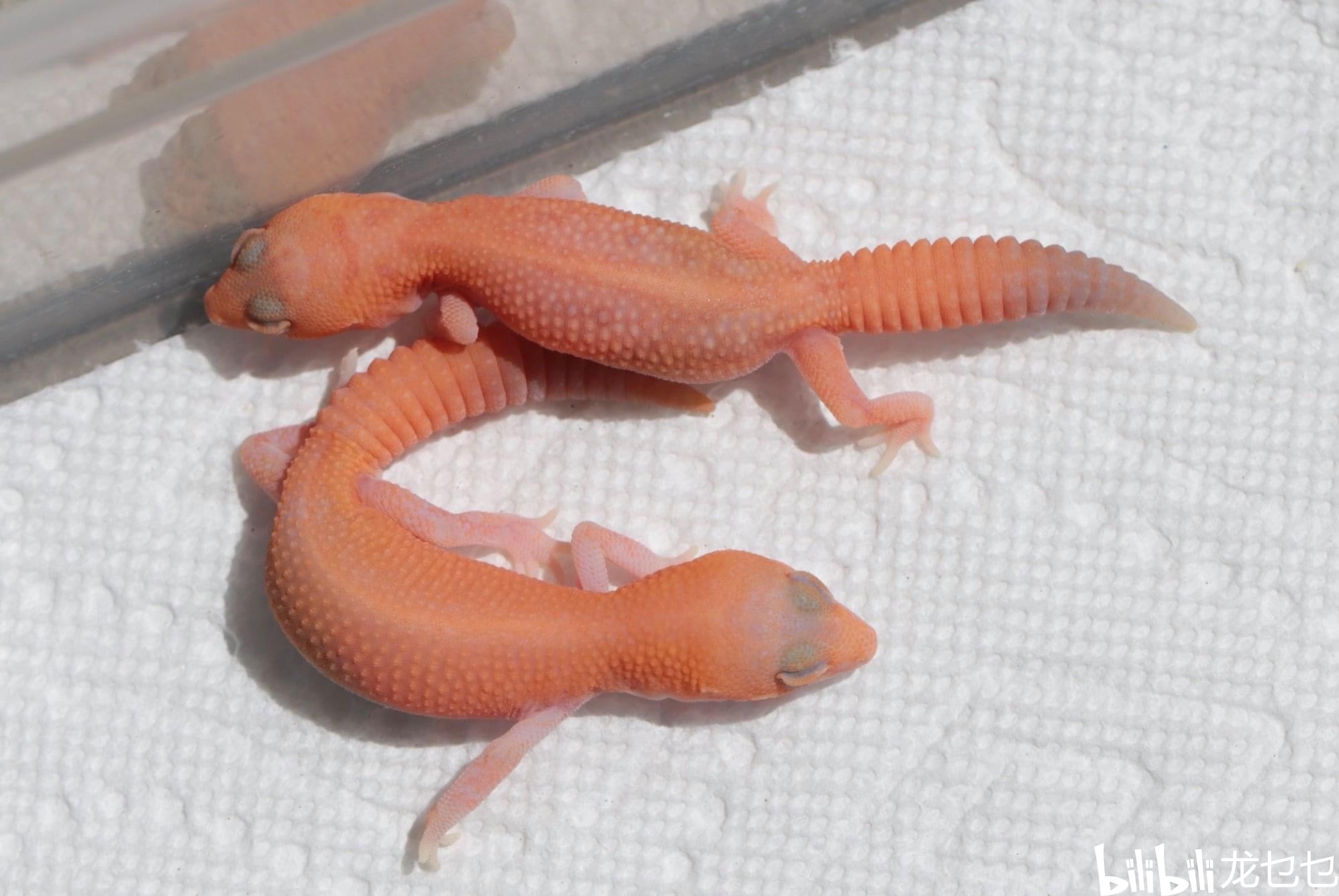 国外肥尾守宫欣赏1