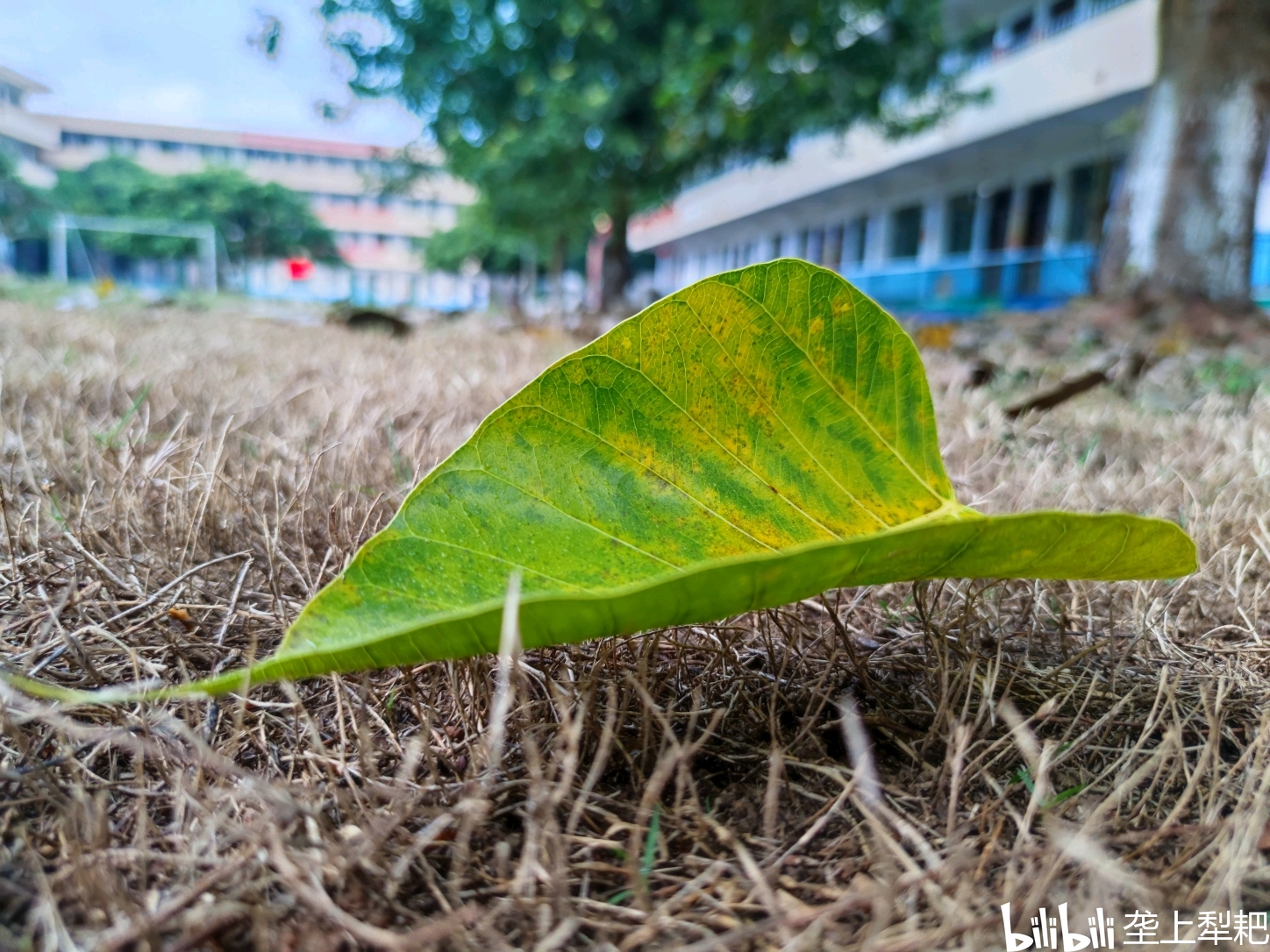 秋燕南归 哔哩哔哩