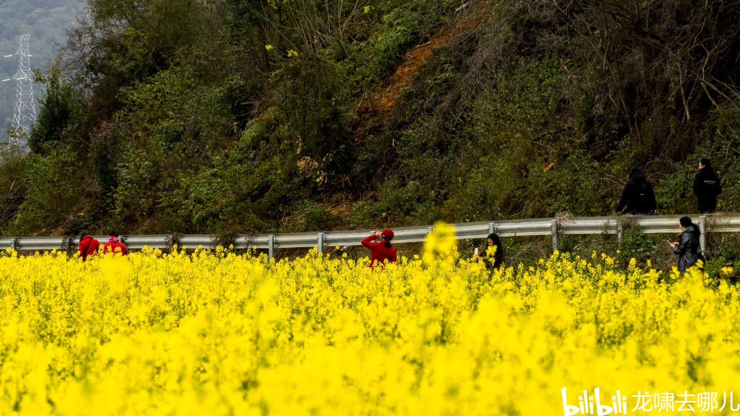 美丽广东发现之旅：清远黎塘湿地油菜花开春色满园 - 哔哩哔哩