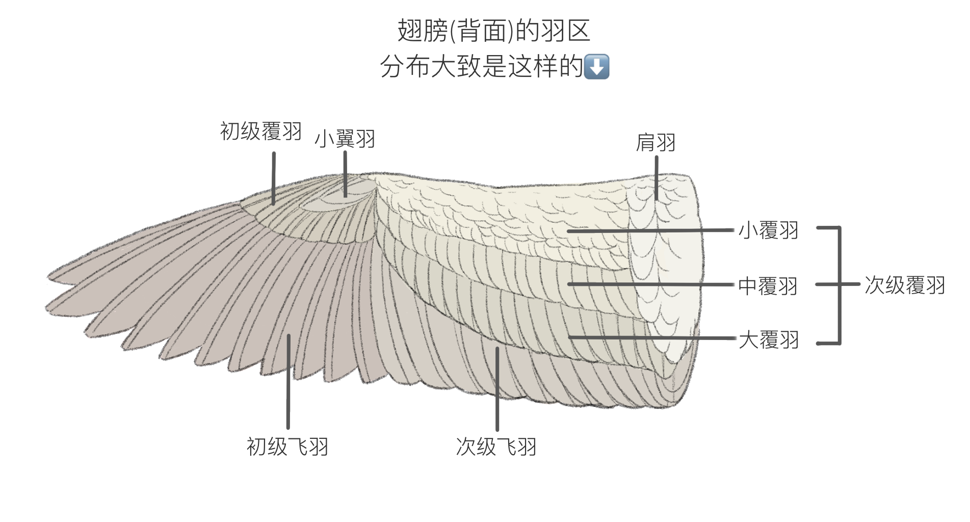 精细的翅膀 天使 鸟人 飞翔 翅膀 羽毛 长翅膀的男人-cg模型免费下载-CG99