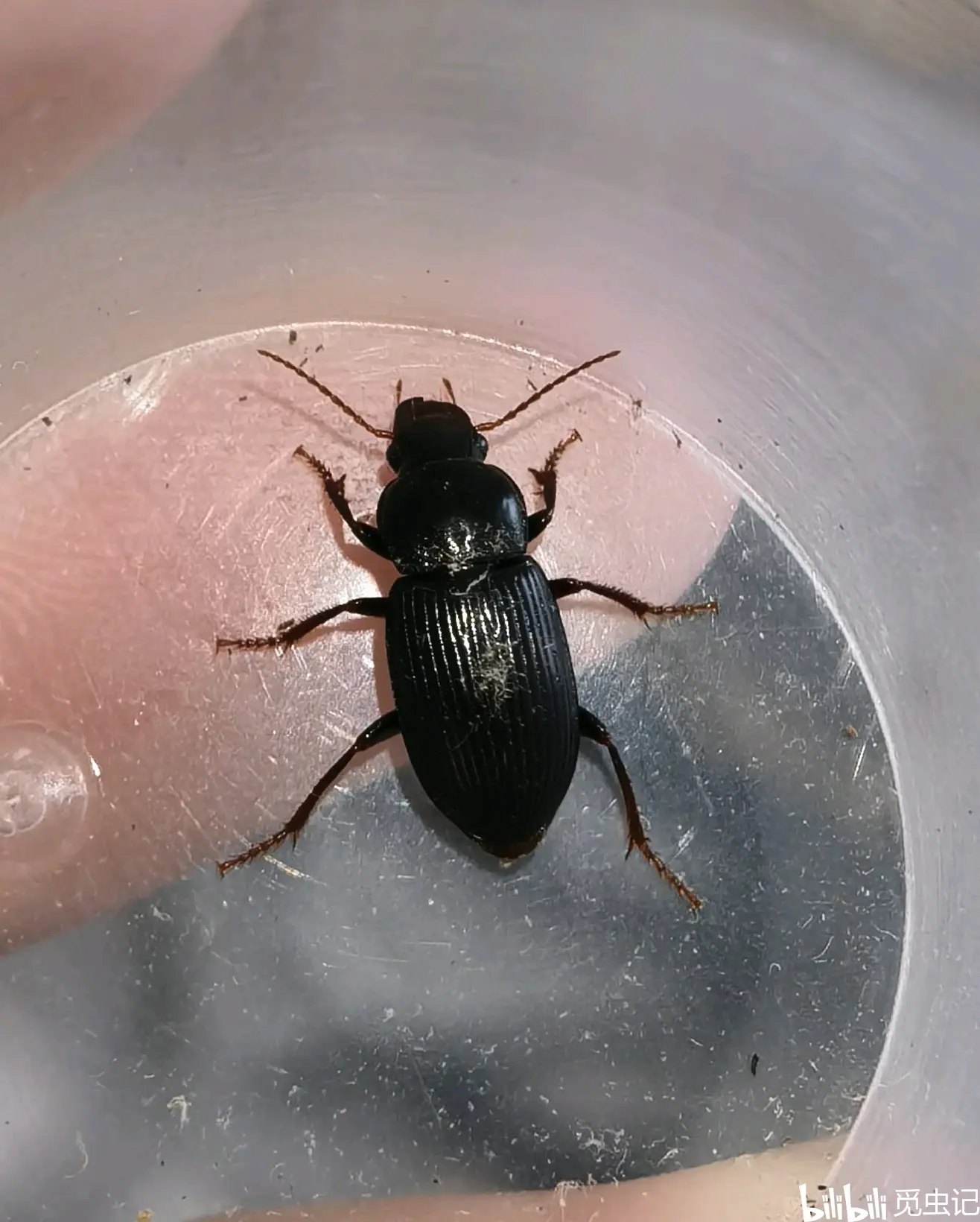 宽重唇步甲diplocheila zeeland