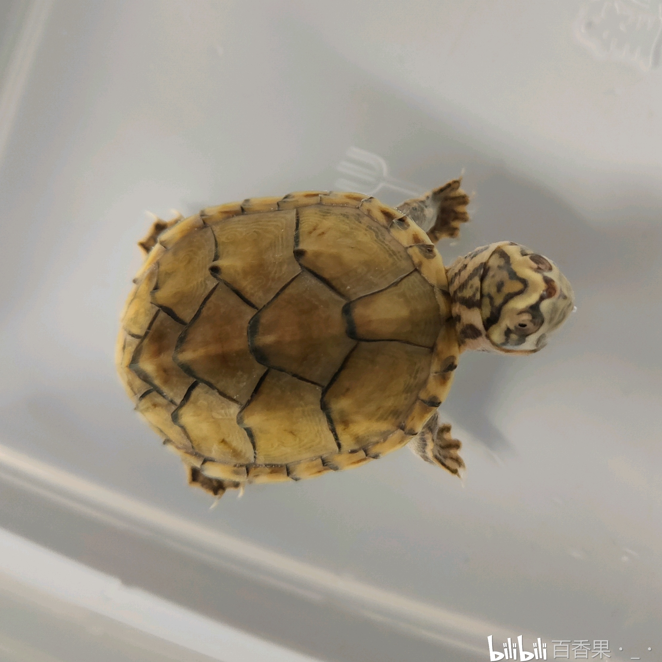 五彩缤纷的变异麝香龟