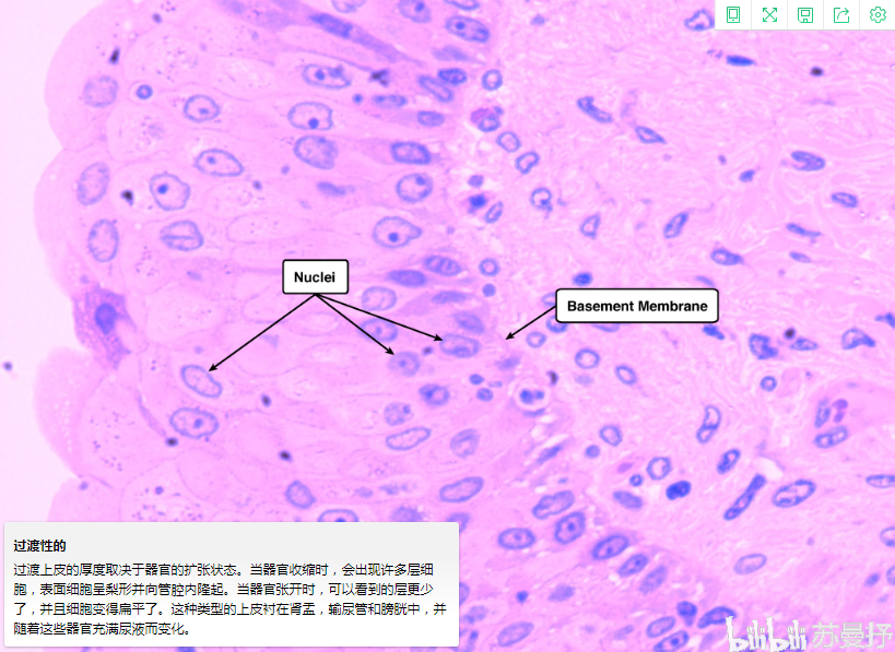 移行上皮细胞图片