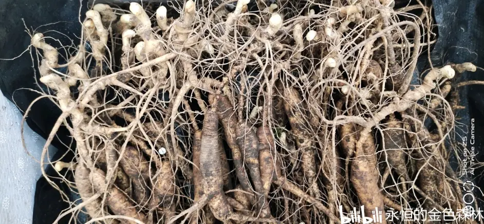 人参和西洋参的功效作用及区别 你知道吗 哔哩哔哩