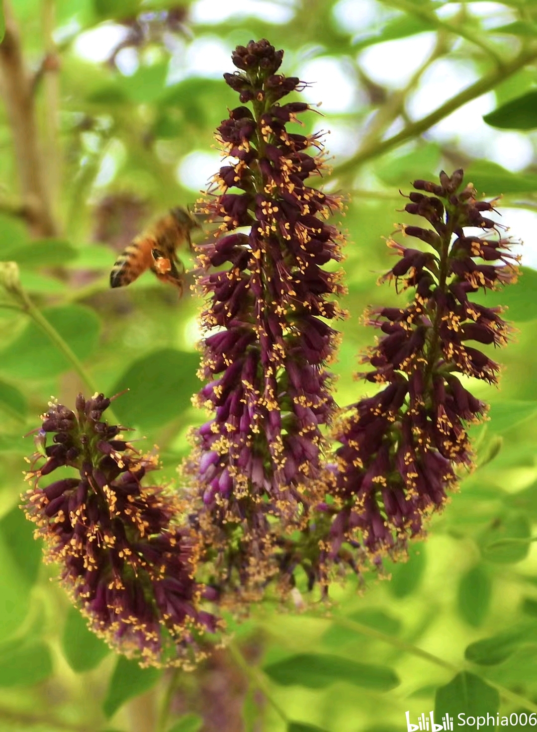 定时分享花道人格专业知识——抛砖引玉,第一次分享如下,希望引发不同