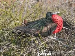 全球鸟类系列阿岛军舰鸟日更