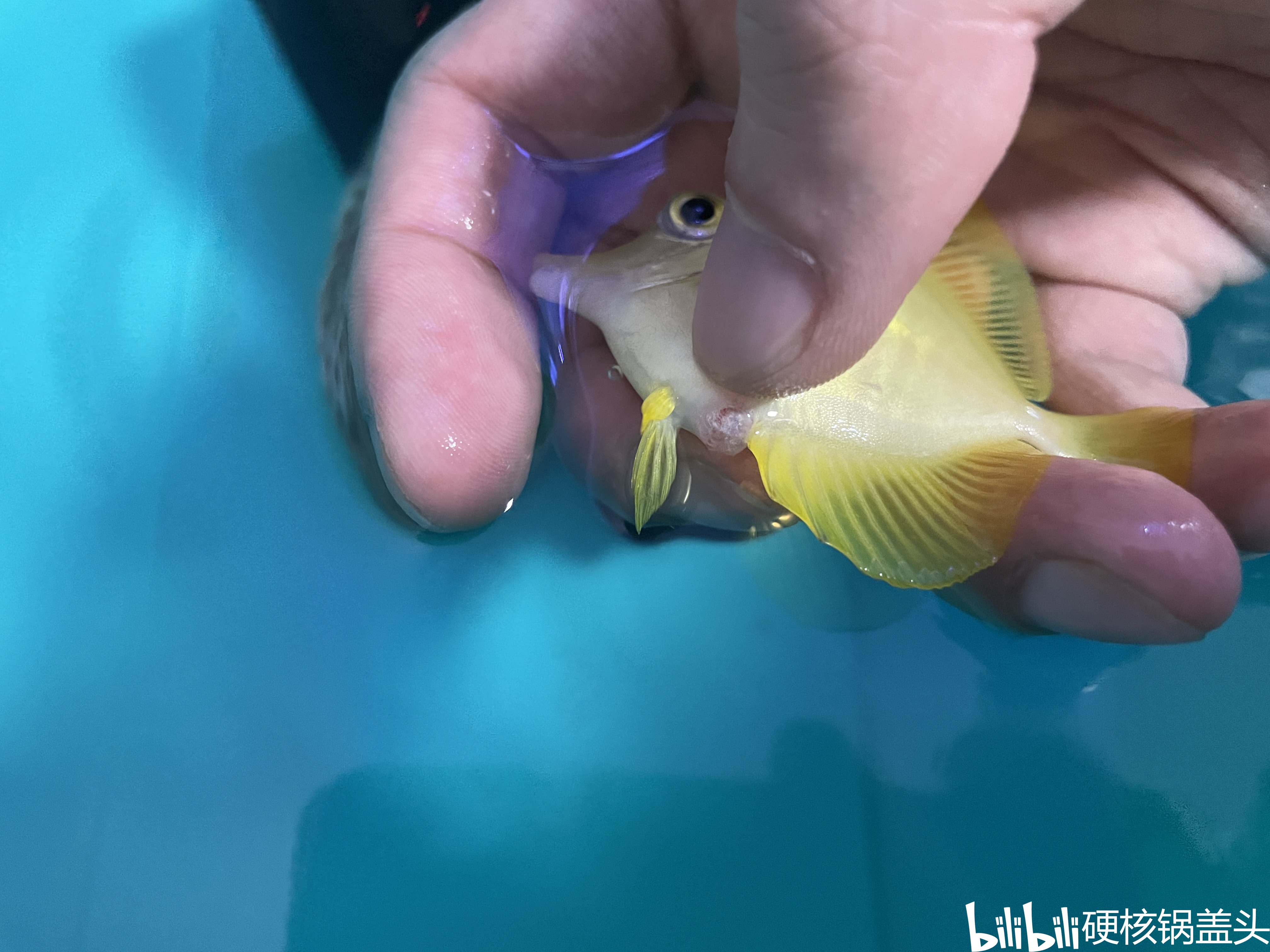 水族知识