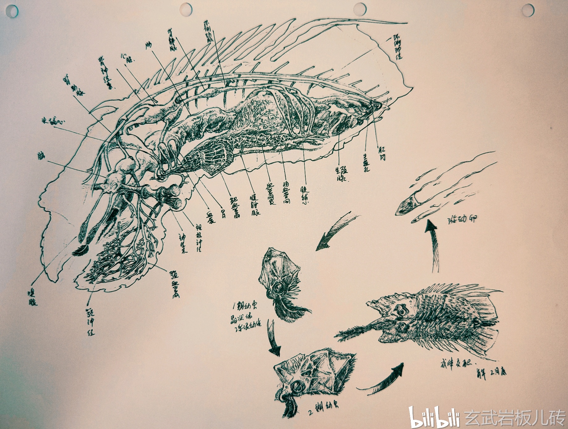 瘤冠宽鳍滤须虾解剖结构及发生史