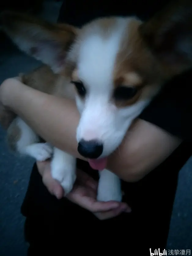 桃桃乌龙茶 哔哩哔哩