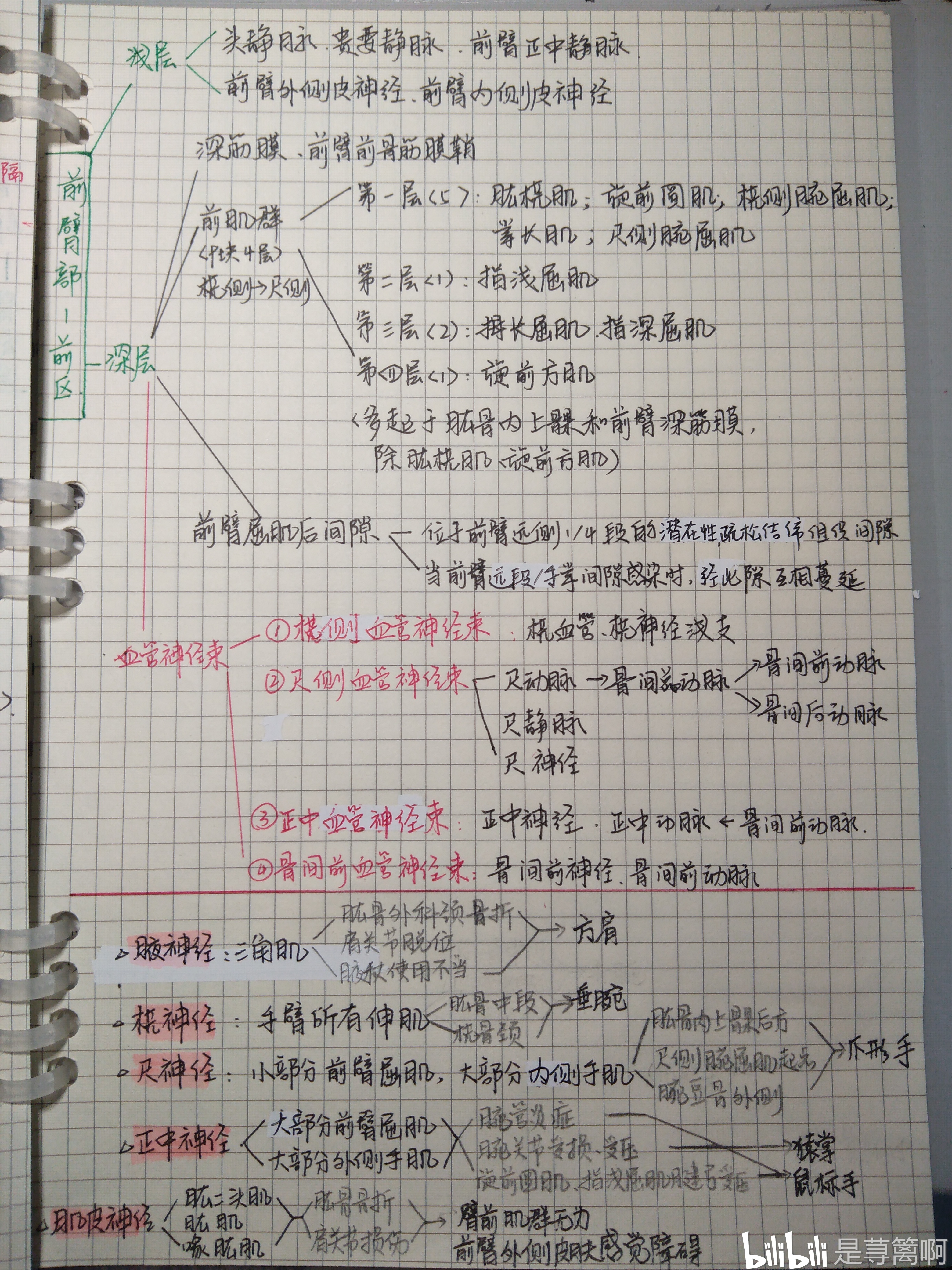 局部解剖學手寫筆記腹前外側壁胸前壁上肢無三角肌肩胛腕手