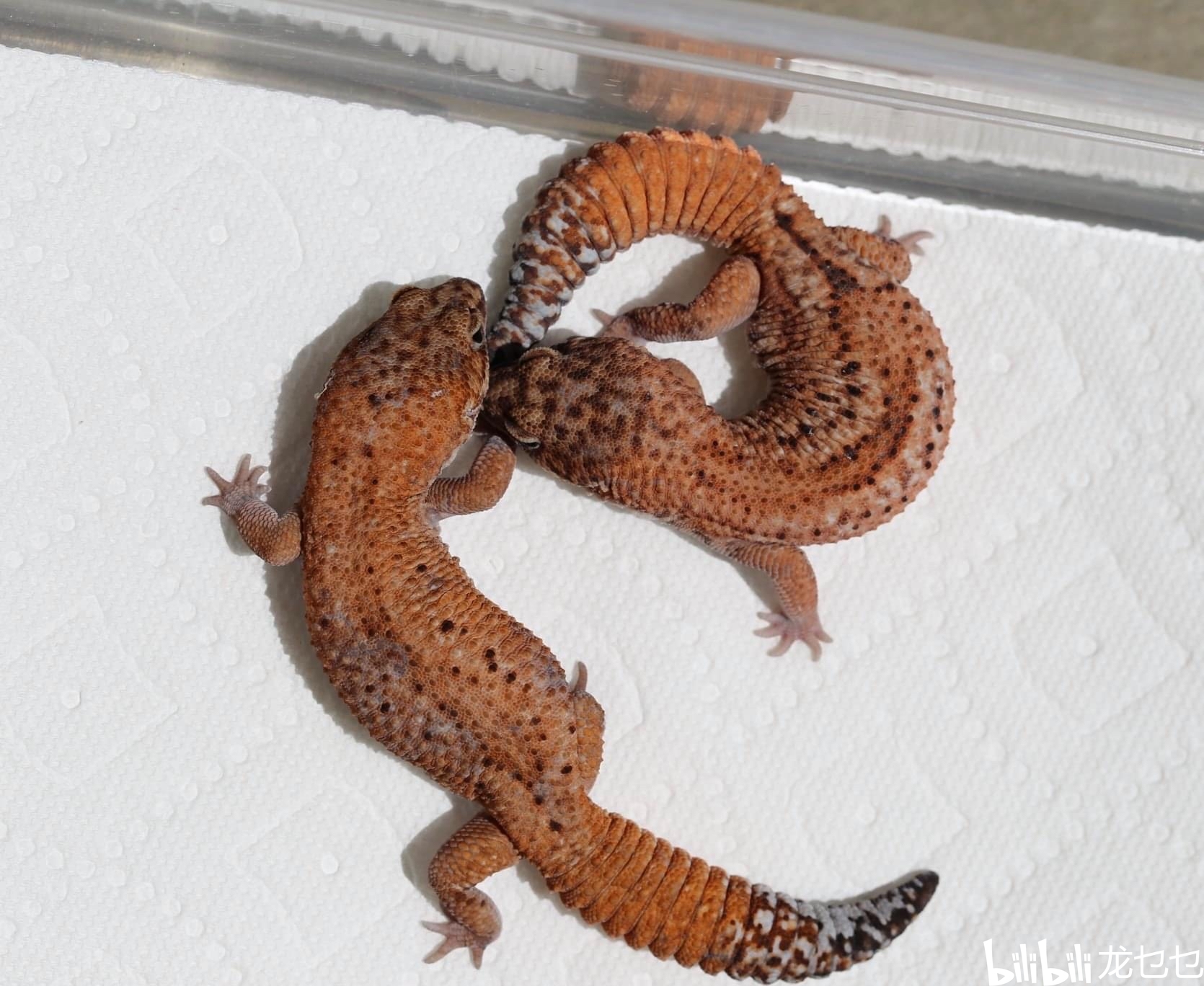 国外肥尾守宫欣赏1