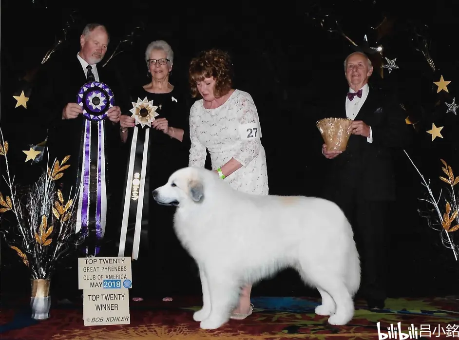 大比利牛斯犬 大白熊 审查优先级 哔哩哔哩