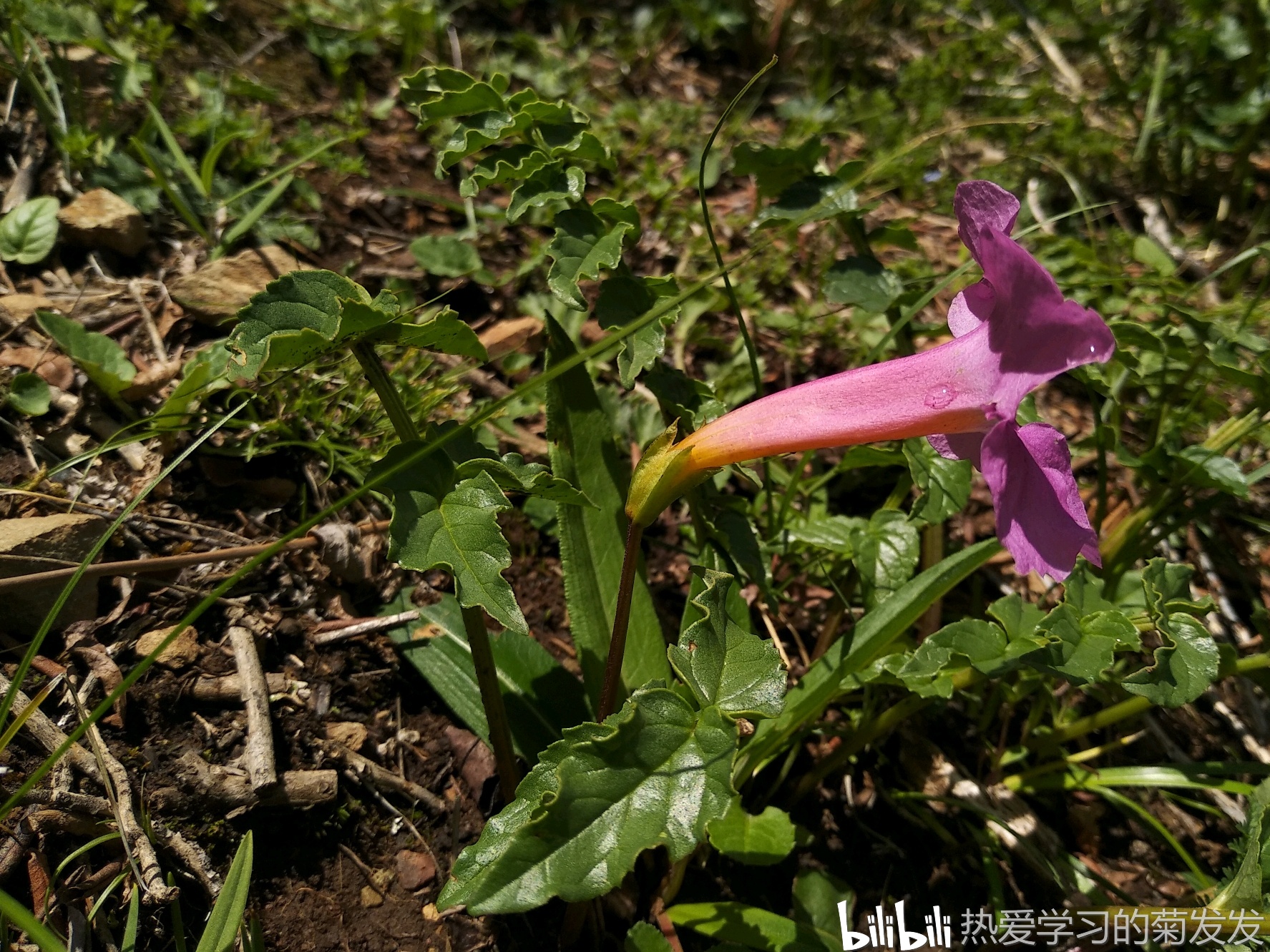 藏东南野花莽措湖惊鸿一瞥20190726
