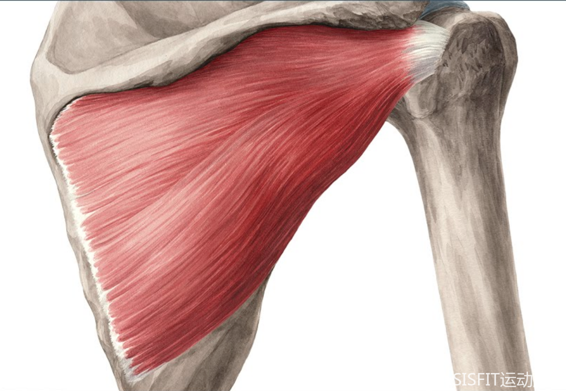 解剖 肩袖肌群（冈上肌 冈下肌 小圆肌 肩胛下肌） - 哔哩哔哩