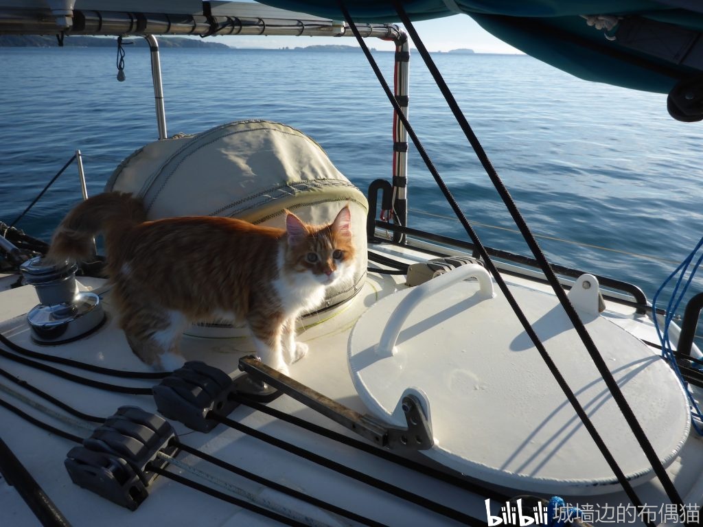"带着猫咪去旅行"是一种什么感觉?(下)