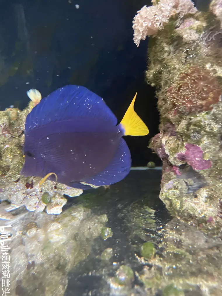 海水白点处理实操 珊瑚缸处理法 哔哩哔哩