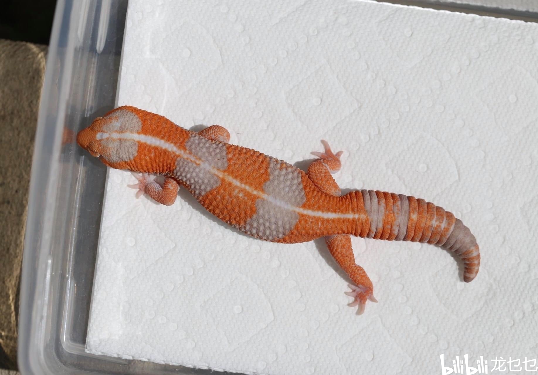 国外肥尾守宫欣赏1