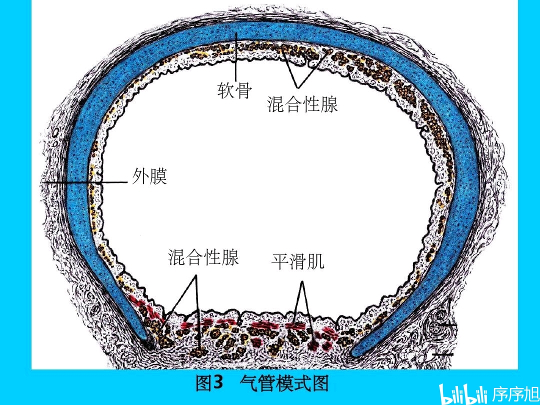 肺中气管壁的组织结构及肺弹性阻力,变形程度,顺应性三者关系