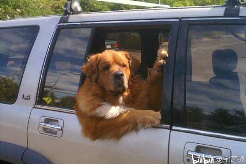 戏精附体啦,来看看狗狗坐车时的搞笑照片吧(二)