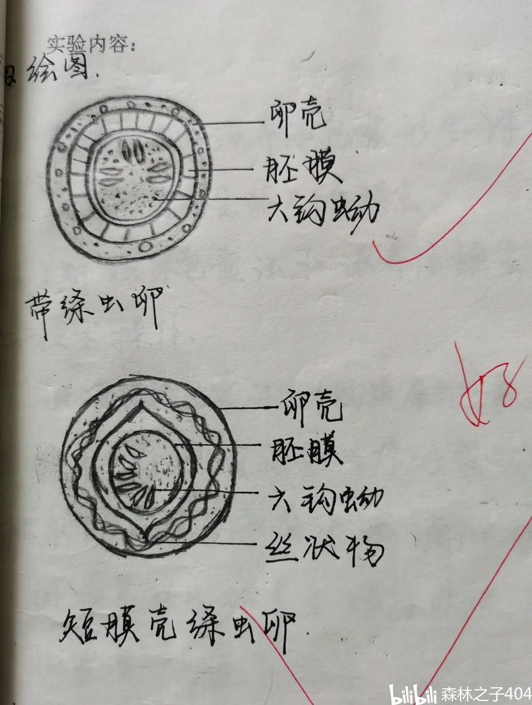 寄生虫绘图绦虫部分