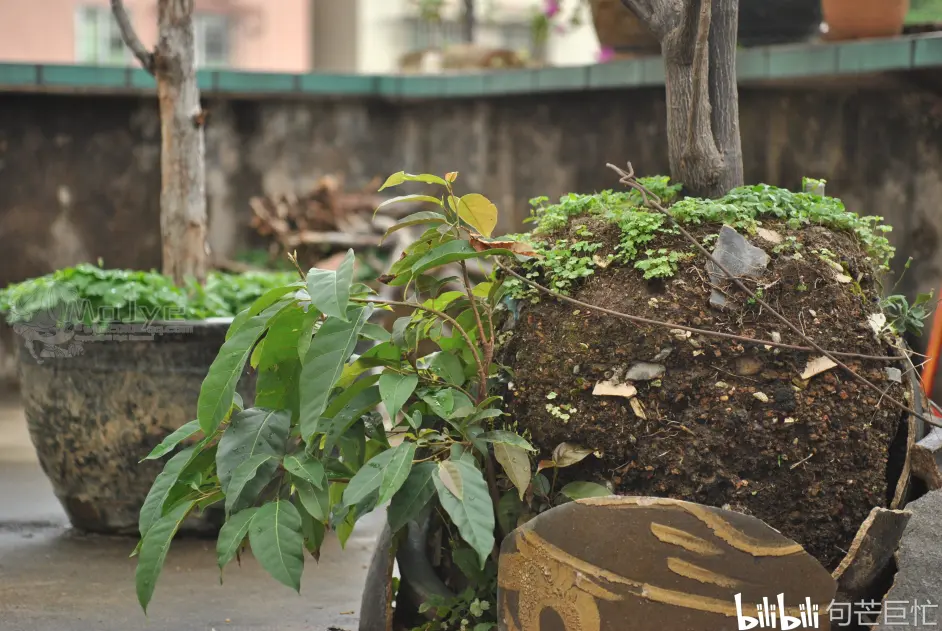 自然记录 花盆土壤中的夜间动物园 哔哩哔哩