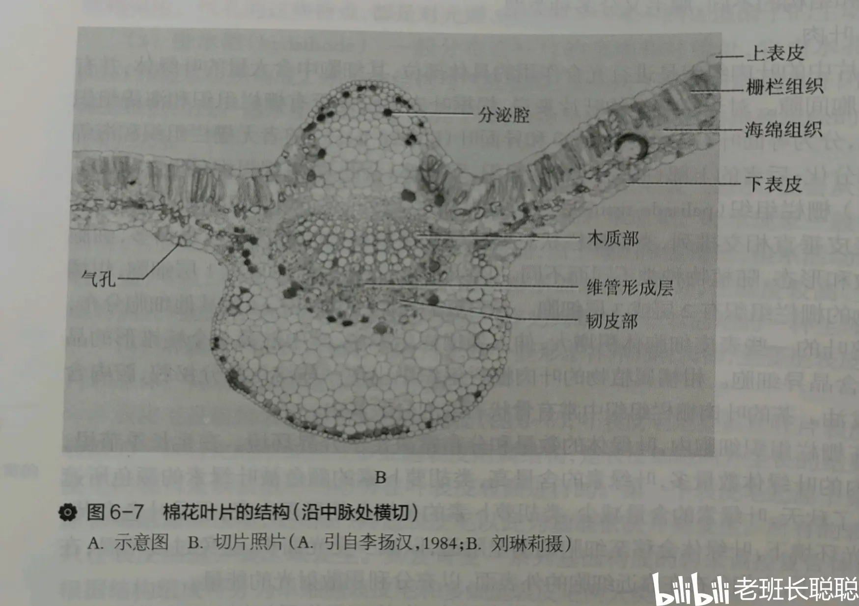 菹草叶横切面结构图图片