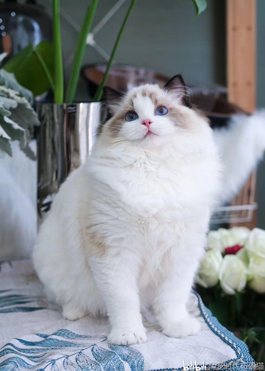 布偶猫为什么卖几万,哪里可以买到品相好的