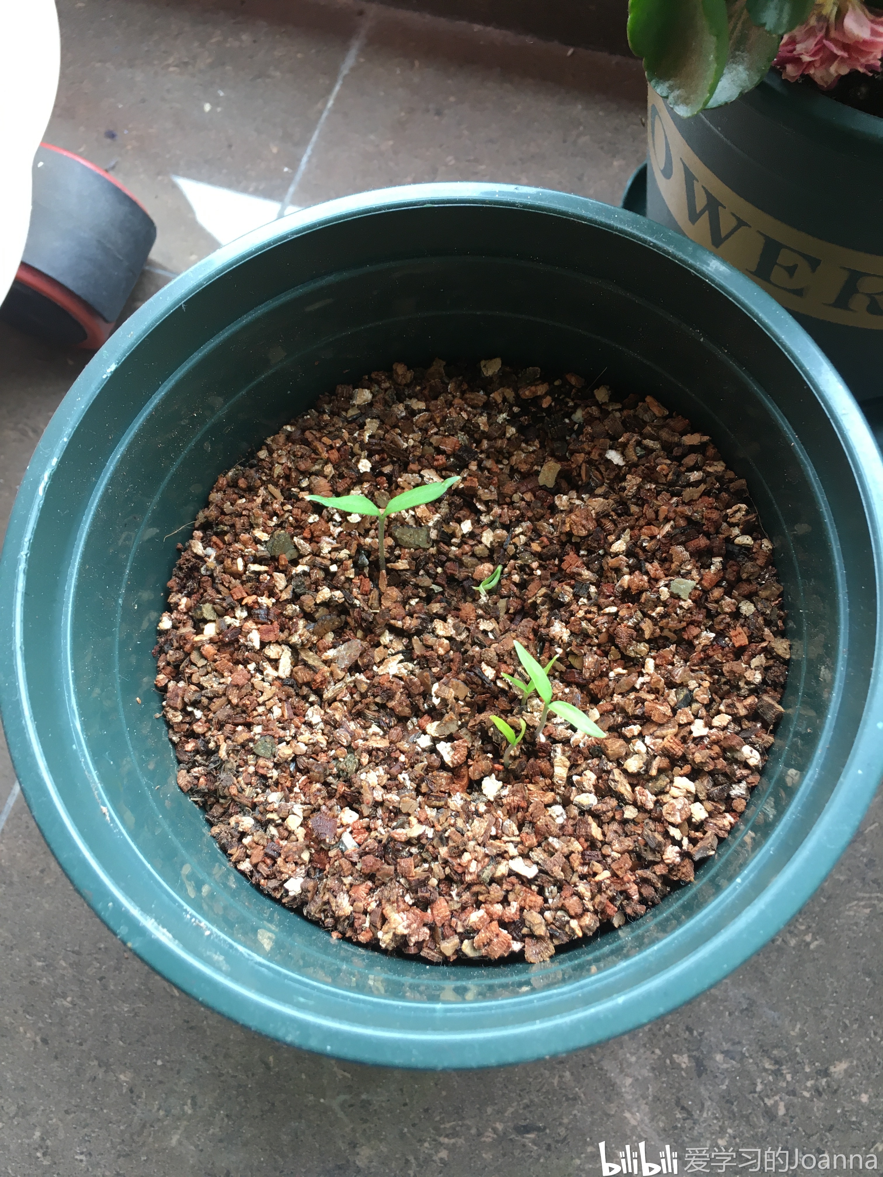 西红柿幼苗的样子图片