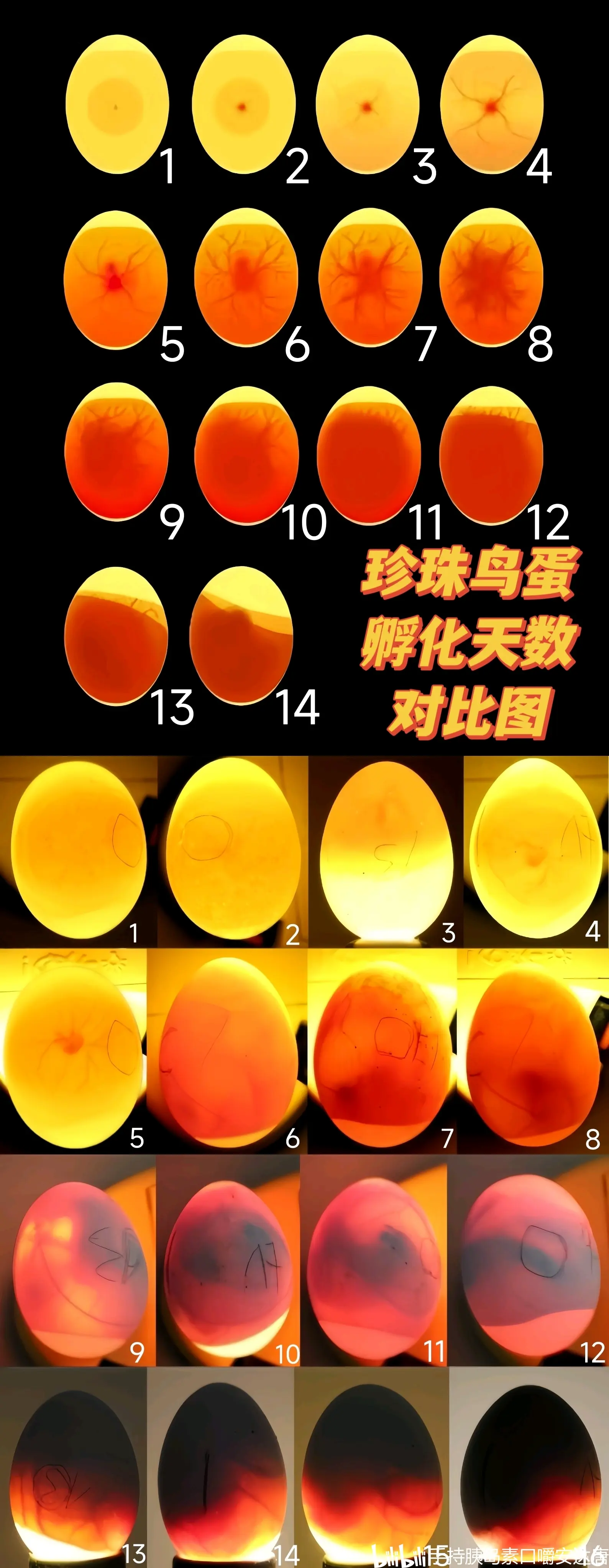 鸟蛋识别图片