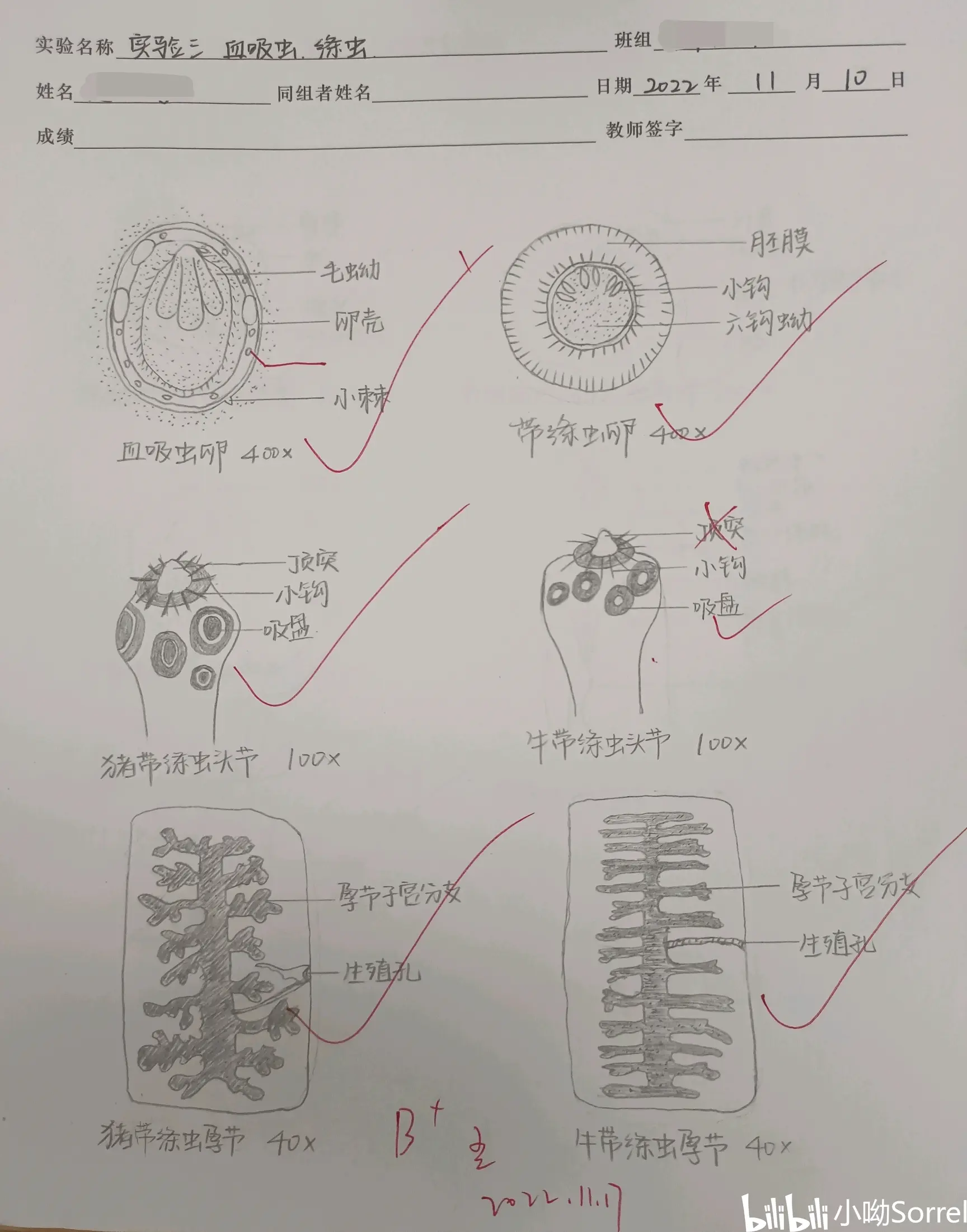 《人体寄生虫学》实验手绘图