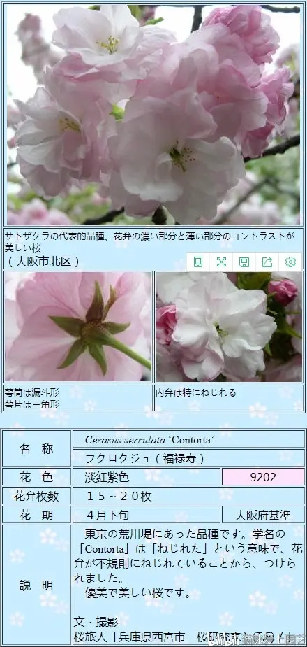 日本樱花品种图鉴介绍 一 哔哩哔哩
