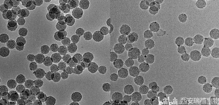 聚多巴胺纳米颗粒图片