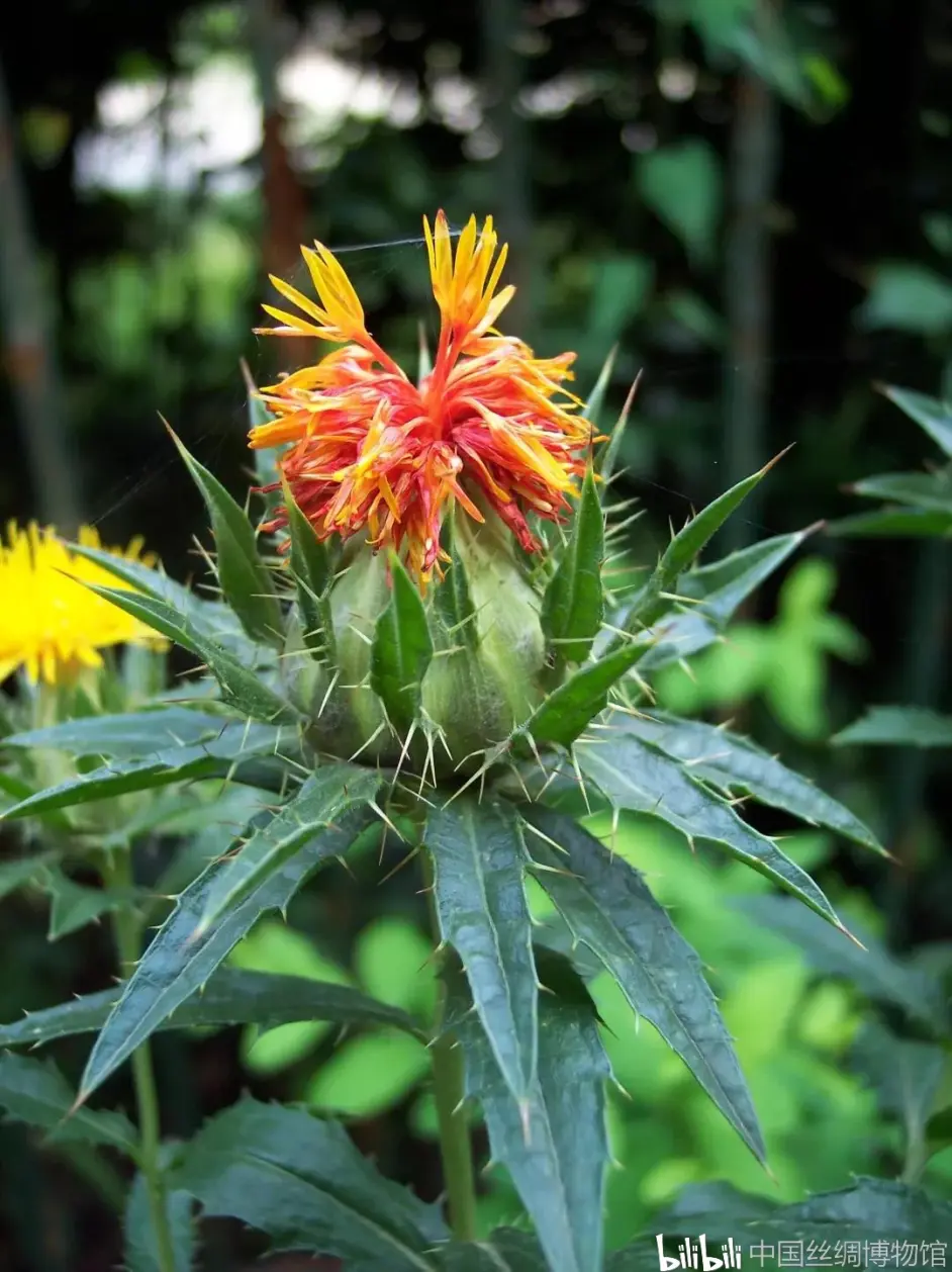 一技vol 1丨红花染 任是猩猩血未加 哔哩哔哩