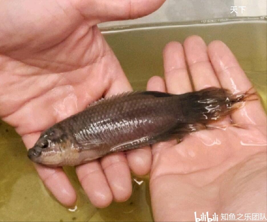 原生鱼能活多久_原生鱼饲养_繁育原生鱼