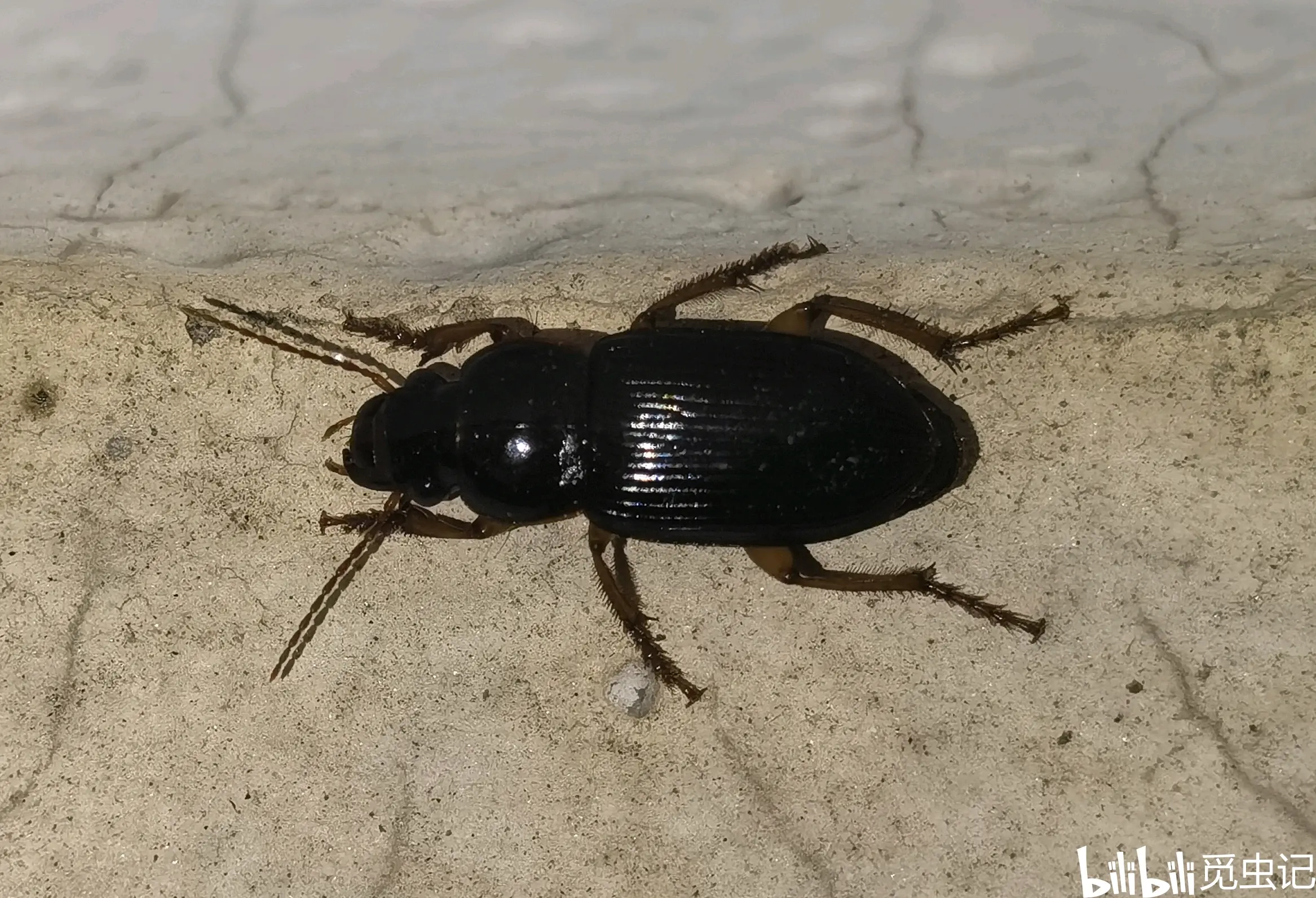 宽重唇步甲diplocheila zeeland