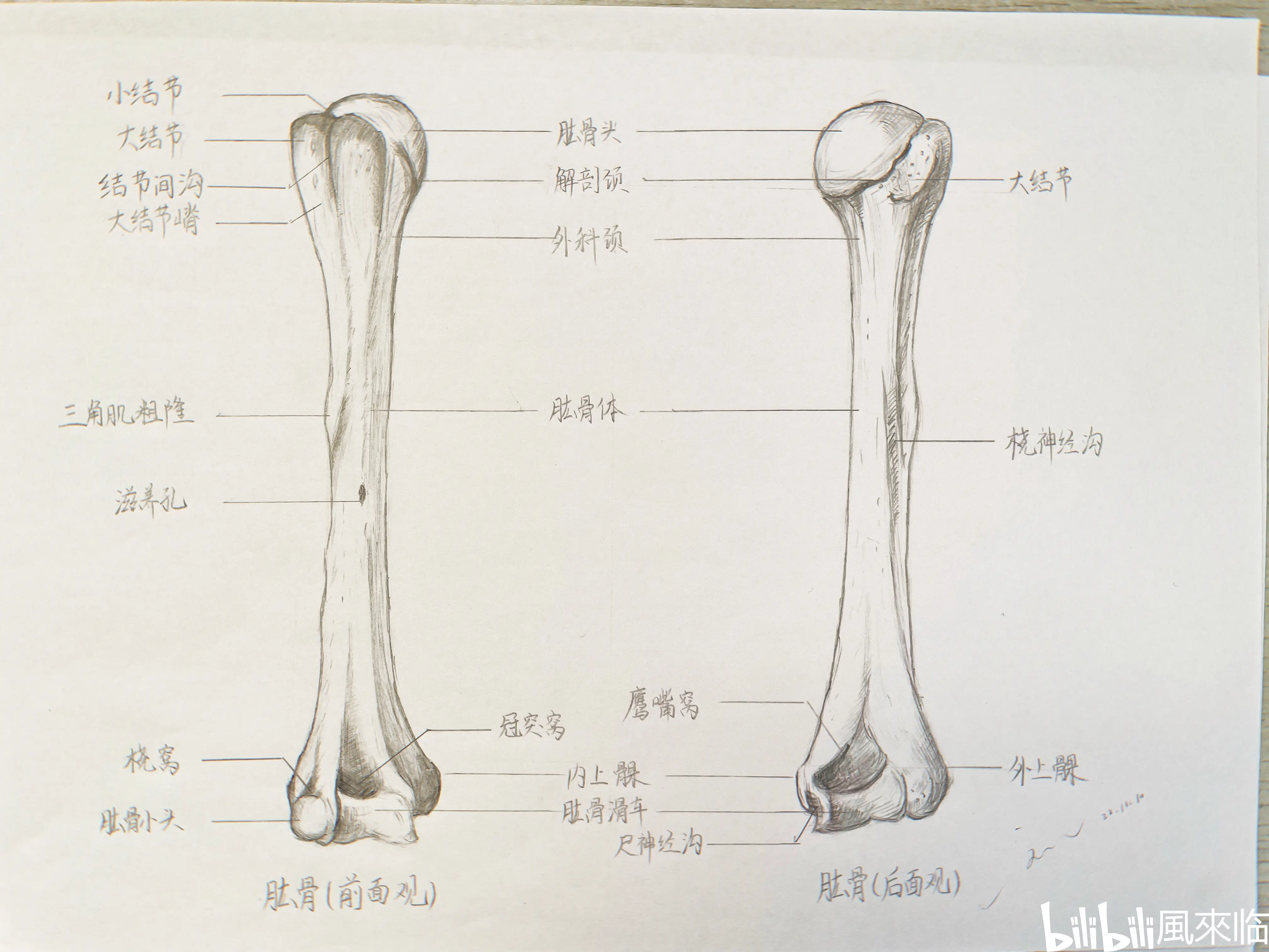 骨骼肌纵切图 手绘图图片